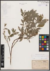 Salix aurita L. x Salix repens L.